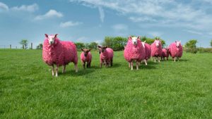 Maybe it's the colour that is dampening productivity for sheep in New Zealand