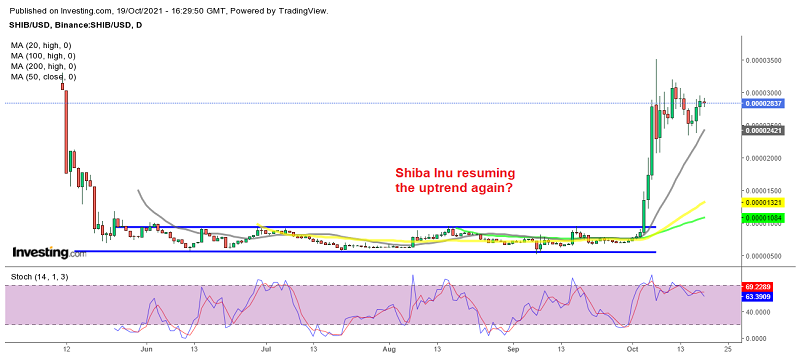 The sentiment remains bullish for Shiba Inu coin