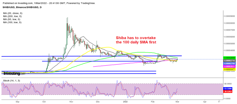 Shiba Inu coin displaying bullish signs again