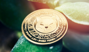 Shiba Inu