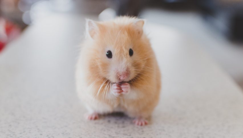 Hamster Kombat Airdrop Delayed Due to Technical Challenges
