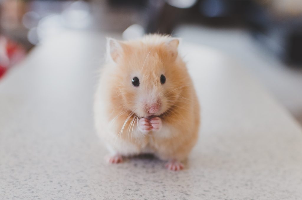 Hamster Kombat Airdrop Delayed Due to Technical Challenges