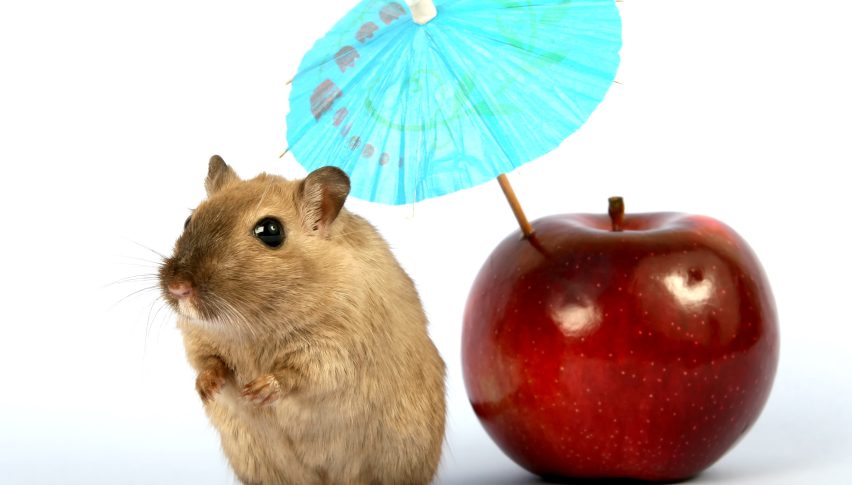 Hamster Kombat Token Launch and Airdrop Set for September 26th