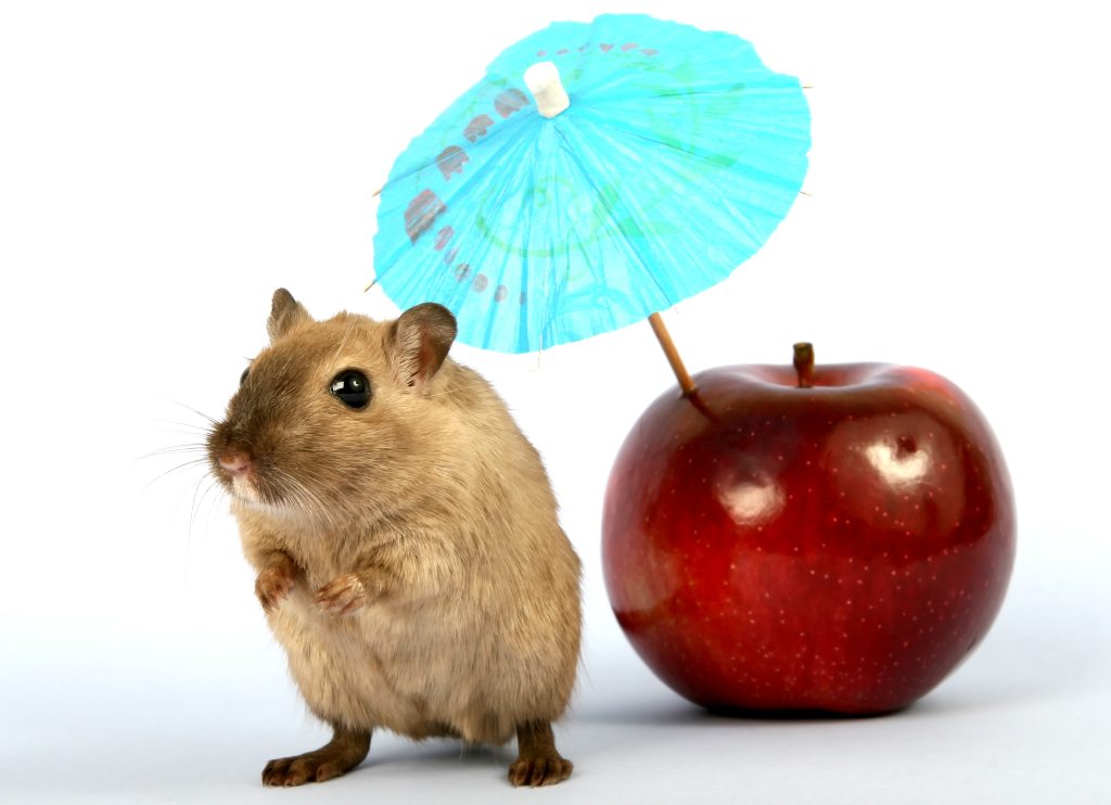 Hamster Kombat Token Launch and Airdrop Set for September 26th